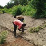 grasses being planted